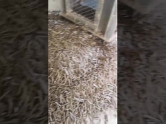 Machine à emballer verticale de Ring Die Pellet Machine With de biomasse du moulin 5Ton/H de granule de cosse de riz